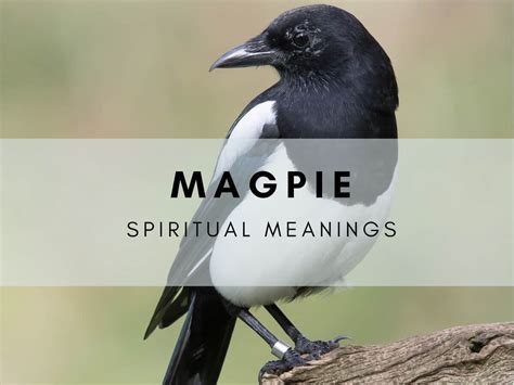 magpopoy|Meaning of magpuyos .